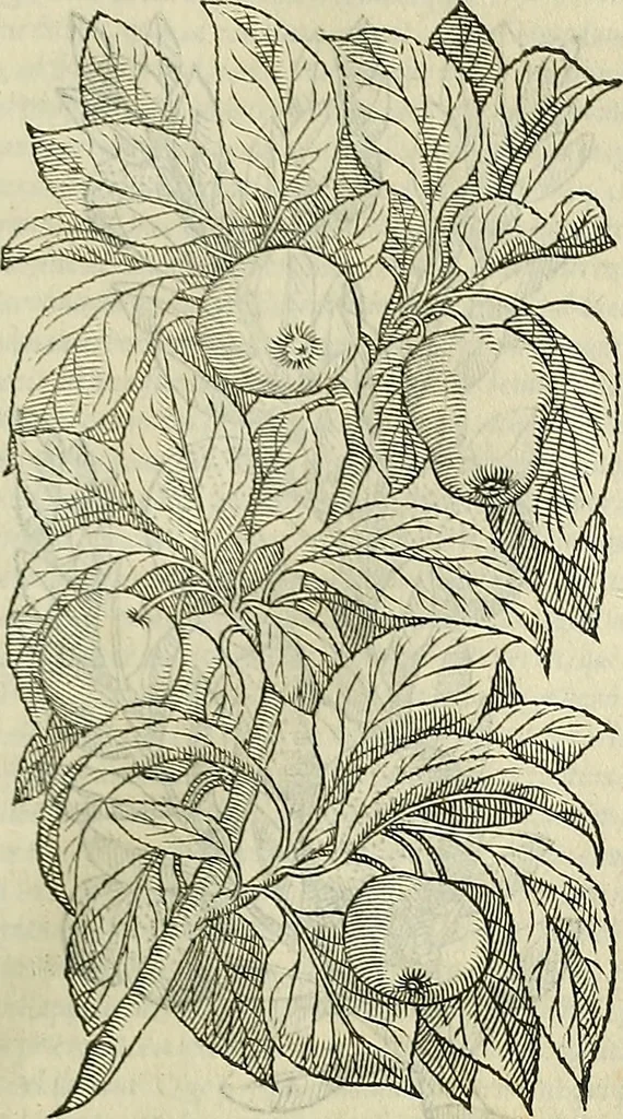 An illustration from Petri Andreae Matthioli Senensis serenissimi Principis Ferdinandi Archiducis Austriae & c., Medici, Commentarii secundo aucti : in libros sex Pedacii Dioscoridis Anazarbei de medica materia. Adiectis quàm plurimis plantarum, & animalium imaginibus quae in priore editione non habentur, eodem authore : his accessit eiusdem apologia adversus Amathum Lusitanum cum censura in eiusdem enarrationes, 1558, leaf 252
