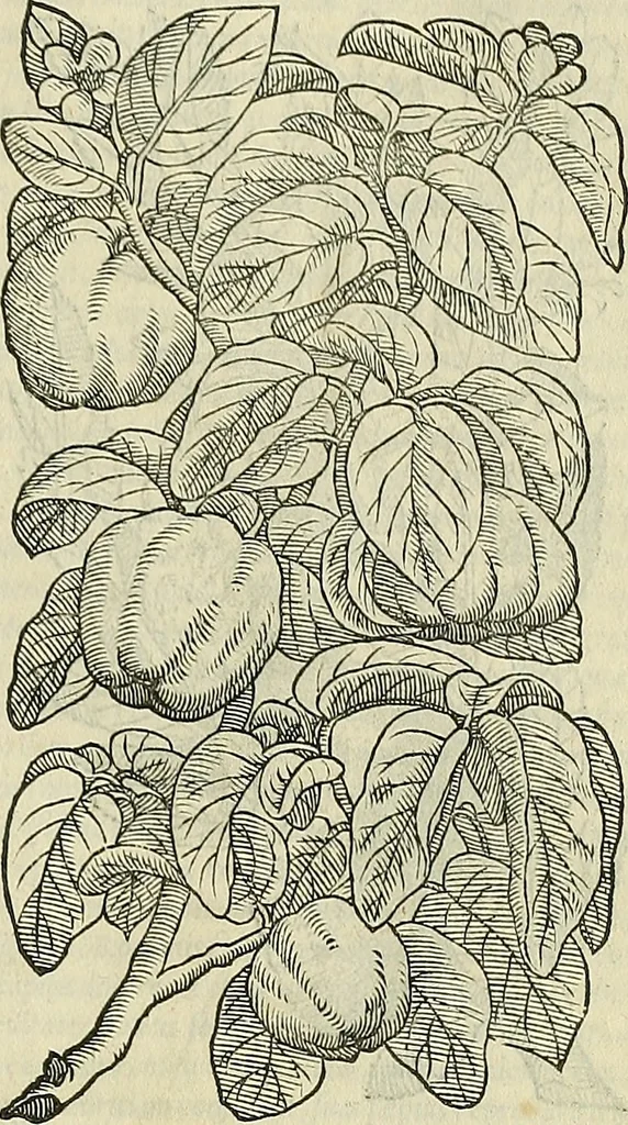 An illustration from Petri Andreae Matthioli Senensis serenissimi Principis Ferdinandi Archiducis Austriae & c., Medici, Commentarii secundo aucti : in libros sex Pedacii Dioscoridis Anazarbei de medica materia. Adiectis quàm plurimis plantarum, & animalium imaginibus quae in priore editione non habentur, eodem authore : his accessit eiusdem apologia adversus Amathum Lusitanum cum censura in eiusdem enarrationes, 1558, leaf 252