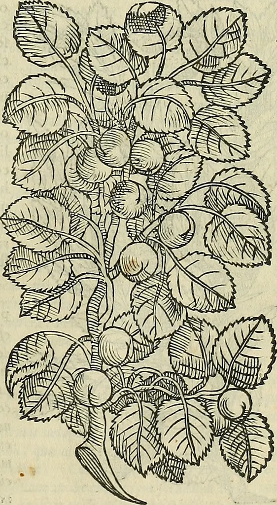 An illustration from Petri Andreae Matthioli Senensis serenissimi Principis Ferdinandi Archiducis Austriae & c., Medici, Commentarii secundo aucti : in libros sex Pedacii Dioscoridis Anazarbei de medica materia. Adiectis quàm plurimis plantarum, & animalium imaginibus quae in priore editione non habentur, eodem authore : his accessit eiusdem apologia adversus Amathum Lusitanum cum censura in eiusdem enarrationes, 1558, leaf 252