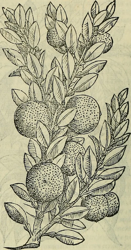 An illustration from Petri Andreae Matthioli Senensis serenissimi Principis Ferdinandi Archiducis Austriae & c., Medici, Commentarii secundo aucti : in libros sex Pedacii Dioscoridis Anazarbei de medica materia. Adiectis quàm plurimis plantarum, & animalium imaginibus quae in priore editione non habentur, eodem authore : his accessit eiusdem apologia adversus Amathum Lusitanum cum censura in eiusdem enarrationes, 1558, leaf 253