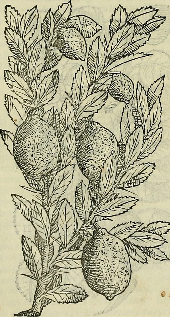 An illustration from Petri Andreae Matthioli Senensis serenissimi Principis Ferdinandi Archiducis Austriae & c., Medici, Commentarii secundo aucti : in libros sex Pedacii Dioscoridis Anazarbei de medica materia. Adiectis quàm plurimis plantarum, & animalium imaginibus quae in priore editione non habentur, eodem authore : his accessit eiusdem apologia adversus Amathum Lusitanum cum censura in eiusdem enarrationes, 1558, leaf 253