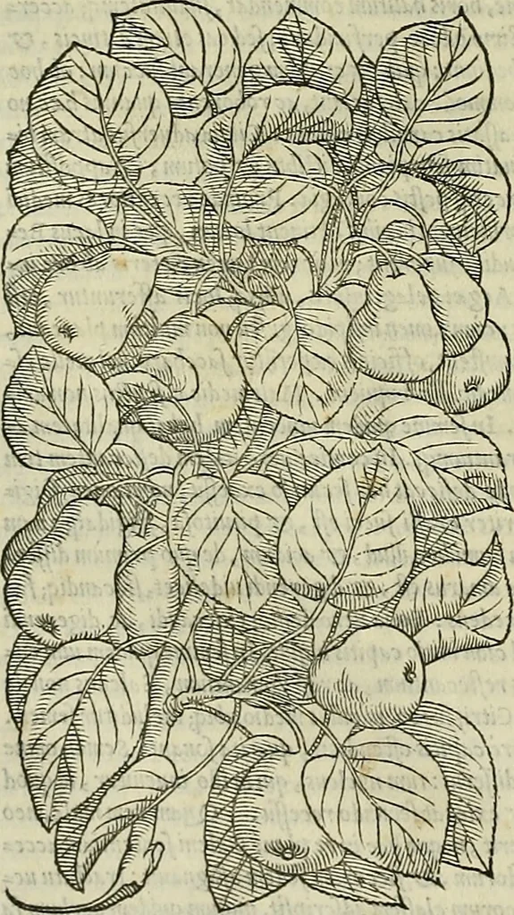 An illustration from Petri Andreae Matthioli Senensis serenissimi Principis Ferdinandi Archiducis Austriae & c., Medici, Commentarii secundo aucti : in libros sex Pedacii Dioscoridis Anazarbei de medica materia. Adiectis quàm plurimis plantarum, & animalium imaginibus quae in priore editione non habentur, eodem authore : his accessit eiusdem apologia adversus Amathum Lusitanum cum censura in eiusdem enarrationes, 1558, leaf 257