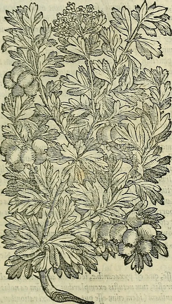 An illustration from Petri Andreae Matthioli Senensis serenissimi Principis Ferdinandi Archiducis Austriae & c., Medici, Commentarii secundo aucti : in libros sex Pedacii Dioscoridis Anazarbei de medica materia. Adiectis quàm plurimis plantarum, & animalium imaginibus quae in priore editione non habentur, eodem authore : his accessit eiusdem apologia adversus Amathum Lusitanum cum censura in eiusdem enarrationes, 1558, leaf 258