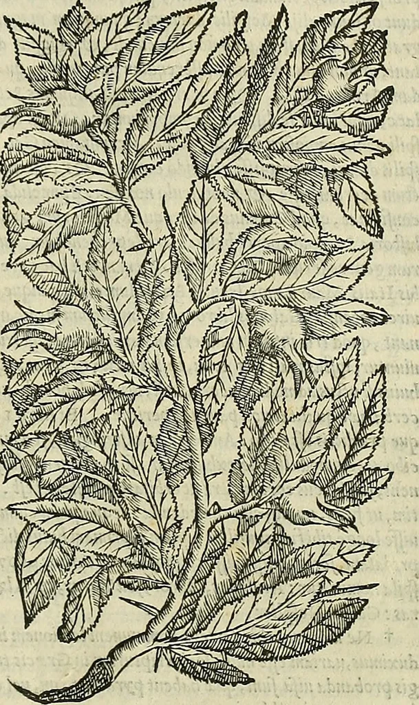 An illustration from Petri Andreae Matthioli Senensis serenissimi Principis Ferdinandi Archiducis Austriae & c., Medici, Commentarii secundo aucti : in libros sex Pedacii Dioscoridis Anazarbei de medica materia. Adiectis quàm plurimis plantarum, & animalium imaginibus quae in priore editione non habentur, eodem authore : his accessit eiusdem apologia adversus Amathum Lusitanum cum censura in eiusdem enarrationes, 1558, leaf 258