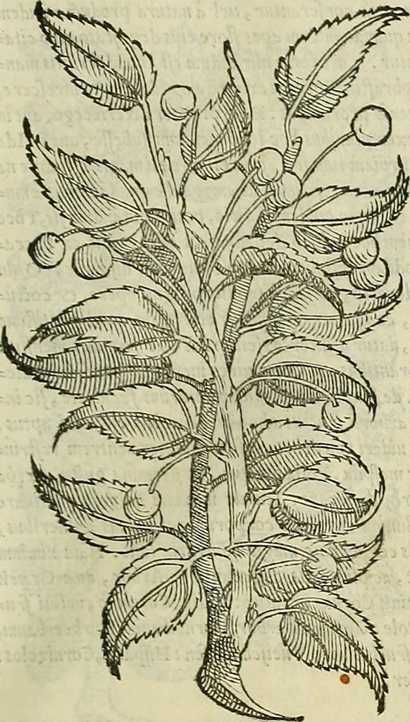 An illustration from Petri Andreae Matthioli Senensis serenissimi Principis Ferdinandi Archiducis Austriae & c., Medici, Commentarii secundo aucti : in libros sex Pedacii Dioscoridis Anazarbei de medica materia. Adiectis quàm plurimis plantarum, & animalium imaginibus quae in priore editione non habentur, eodem authore : his accessit eiusdem apologia adversus Amathum Lusitanum cum censura in eiusdem enarrationes, 1558, leaf 260