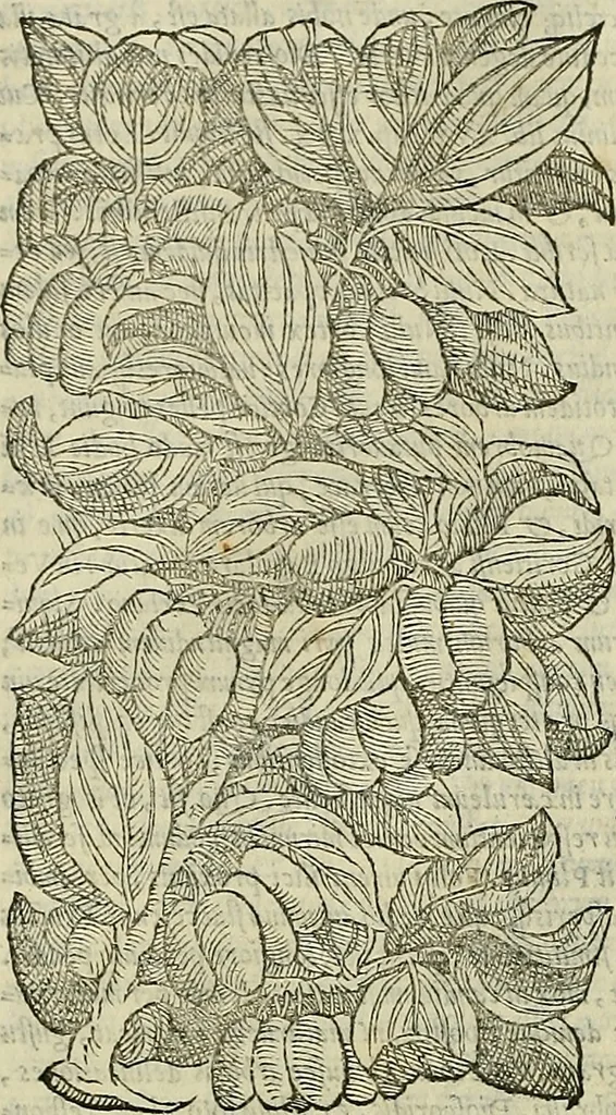 An illustration from Petri Andreae Matthioli Senensis serenissimi Principis Ferdinandi Archiducis Austriae & c., Medici, Commentarii secundo aucti : in libros sex Pedacii Dioscoridis Anazarbei de medica materia. Adiectis quàm plurimis plantarum, & animalium imaginibus quae in priore editione non habentur, eodem authore : his accessit eiusdem apologia adversus Amathum Lusitanum cum censura in eiusdem enarrationes, 1558, leaf 261