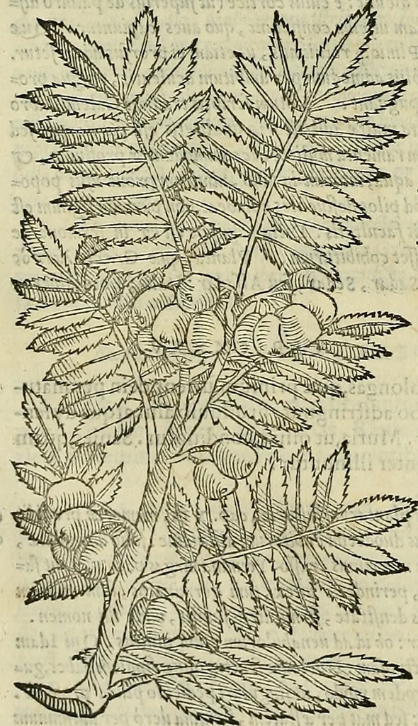 An illustration from Petri Andreae Matthioli Senensis serenissimi Principis Ferdinandi Archiducis Austriae & c., Medici, Commentarii secundo aucti : in libros sex Pedacii Dioscoridis Anazarbei de medica materia. Adiectis quàm plurimis plantarum, & animalium imaginibus quae in priore editione non habentur, eodem authore : his accessit eiusdem apologia adversus Amathum Lusitanum cum censura in eiusdem enarrationes, 1558, leaf 261