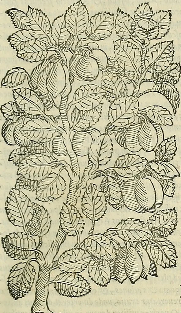 An illustration from Petri Andreae Matthioli Senensis serenissimi Principis Ferdinandi Archiducis Austriae & c., Medici, Commentarii secundo aucti : in libros sex Pedacii Dioscoridis Anazarbei de medica materia. Adiectis quàm plurimis plantarum, & animalium imaginibus quae in priore editione non habentur, eodem authore : his accessit eiusdem apologia adversus Amathum Lusitanum cum censura in eiusdem enarrationes, 1558, leaf 262
