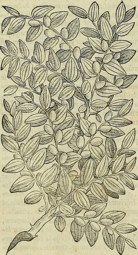 An illustration from Petri Andreae Matthioli Senensis serenissimi Principis Ferdinandi Archiducis Austriae & c., Medici, Commentarii secundo aucti : in libros sex Pedacii Dioscoridis Anazarbei de medica materia. Adiectis quàm plurimis plantarum, & animalium imaginibus quae in priore editione non habentur, eodem authore : his accessit eiusdem apologia adversus Amathum Lusitanum cum censura in eiusdem enarrationes, 1558, leaf 263