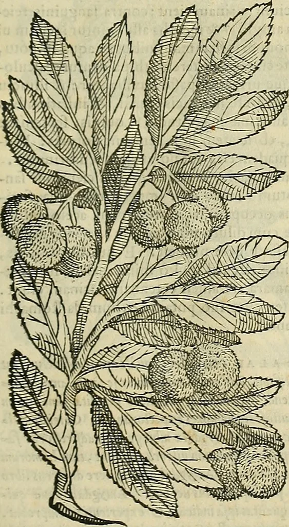 An illustration from Petri Andreae Matthioli Senensis serenissimi Principis Ferdinandi Archiducis Austriae & c., Medici, Commentarii secundo aucti : in libros sex Pedacii Dioscoridis Anazarbei de medica materia. Adiectis quàm plurimis plantarum, & animalium imaginibus quae in priore editione non habentur, eodem authore : his accessit eiusdem apologia adversus Amathum Lusitanum cum censura in eiusdem enarrationes, 1558, leaf 264