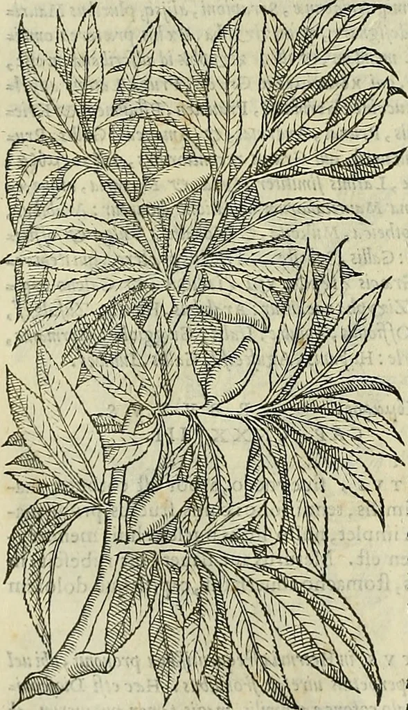 An illustration from Petri Andreae Matthioli Senensis serenissimi Principis Ferdinandi Archiducis Austriae & c., Medici, Commentarii secundo aucti : in libros sex Pedacii Dioscoridis Anazarbei de medica materia. Adiectis quàm plurimis plantarum, & animalium imaginibus quae in priore editione non habentur, eodem authore : his accessit eiusdem apologia adversus Amathum Lusitanum cum censura in eiusdem enarrationes, 1558, leaf 265