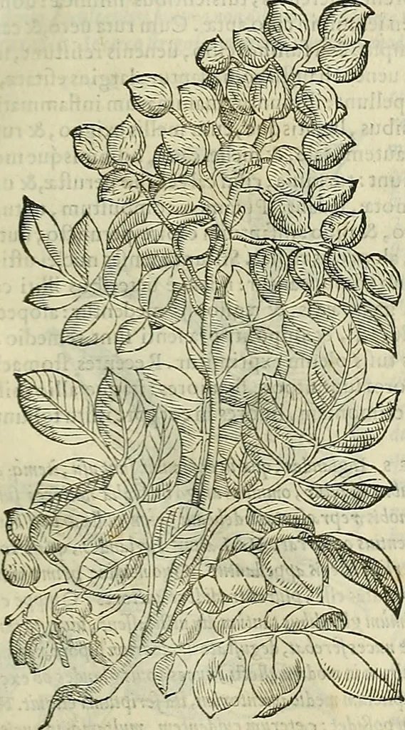 An illustration from Petri Andreae Matthioli Senensis serenissimi Principis Ferdinandi Archiducis Austriae & c., Medici, Commentarii secundo aucti : in libros sex Pedacii Dioscoridis Anazarbei de medica materia. Adiectis quàm plurimis plantarum, & animalium imaginibus quae in priore editione non habentur, eodem authore : his accessit eiusdem apologia adversus Amathum Lusitanum cum censura in eiusdem enarrationes, 1558, leaf 266