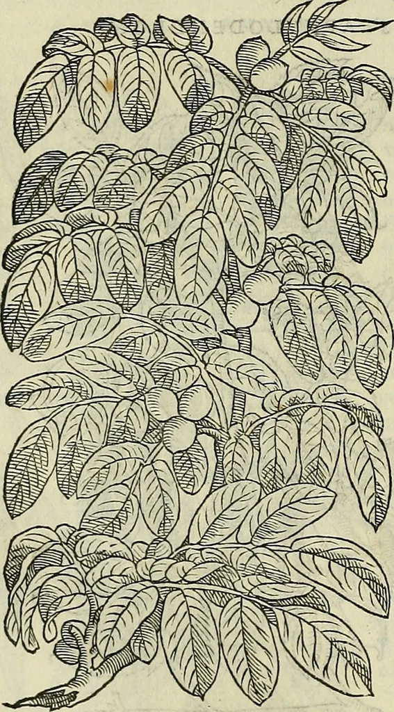 An illustration from Petri Andreae Matthioli Senensis serenissimi Principis Ferdinandi Archiducis Austriae & c., Medici, Commentarii secundo aucti : in libros sex Pedacii Dioscoridis Anazarbei de medica materia. Adiectis quàm plurimis plantarum, & animalium imaginibus quae in priore editione non habentur, eodem authore : his accessit eiusdem apologia adversus Amathum Lusitanum cum censura in eiusdem enarrationes, 1558, leaf 267