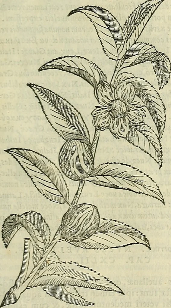 An illustration from Petri Andreae Matthioli Senensis serenissimi Principis Ferdinandi Archiducis Austriae & c., Medici, Commentarii secundo aucti : in libros sex Pedacii Dioscoridis Anazarbei de medica materia. Adiectis quàm plurimis plantarum, & animalium imaginibus quae in priore editione non habentur, eodem authore : his accessit eiusdem apologia adversus Amathum Lusitanum cum censura in eiusdem enarrationes, 1558, leaf 268
