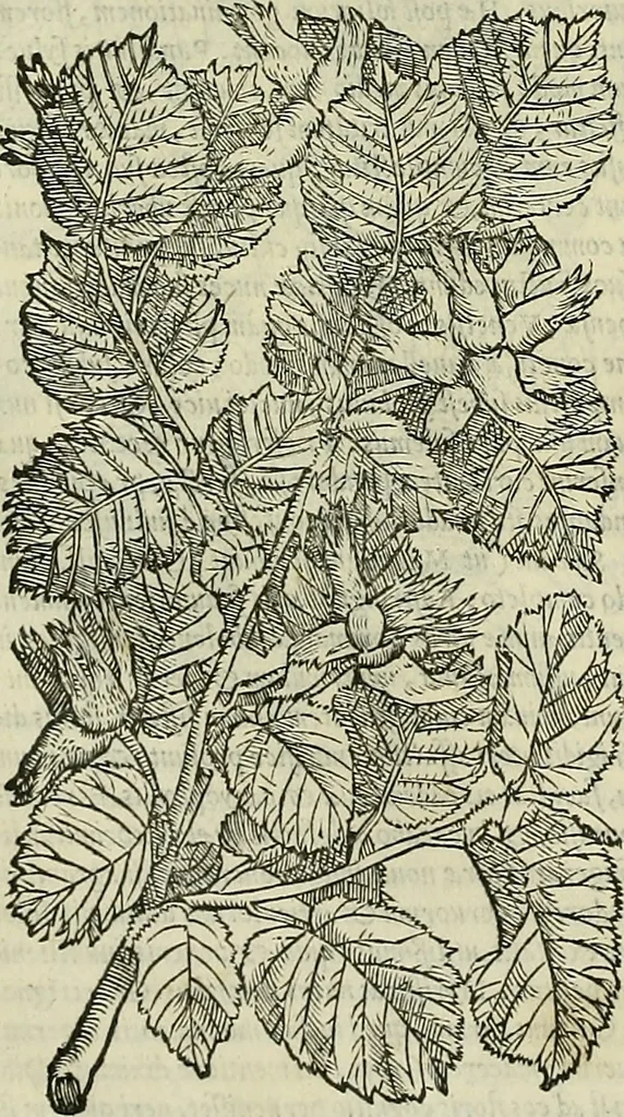 An illustration from Petri Andreae Matthioli Senensis serenissimi Principis Ferdinandi Archiducis Austriae & c., Medici, Commentarii secundo aucti : in libros sex Pedacii Dioscoridis Anazarbei de medica materia. Adiectis quàm plurimis plantarum, & animalium imaginibus quae in priore editione non habentur, eodem authore : his accessit eiusdem apologia adversus Amathum Lusitanum cum censura in eiusdem enarrationes, 1558, leaf 269