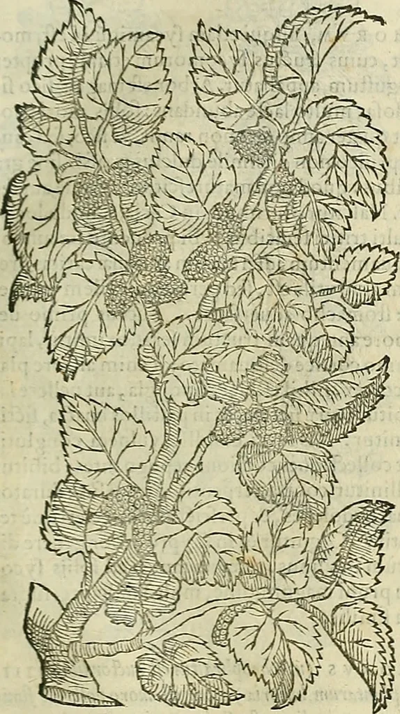 An illustration from Petri Andreae Matthioli Senensis serenissimi Principis Ferdinandi Archiducis Austriae & c., Medici, Commentarii secundo aucti : in libros sex Pedacii Dioscoridis Anazarbei de medica materia. Adiectis quàm plurimis plantarum, & animalium imaginibus quae in priore editione non habentur, eodem authore : his accessit eiusdem apologia adversus Amathum Lusitanum cum censura in eiusdem enarrationes, 1558, leaf 270