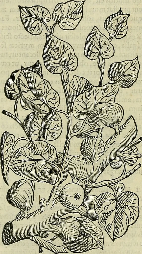 An illustration from Petri Andreae Matthioli Senensis serenissimi Principis Ferdinandi Archiducis Austriae & c., Medici, Commentarii secundo aucti : in libros sex Pedacii Dioscoridis Anazarbei de medica materia. Adiectis quàm plurimis plantarum, & animalium imaginibus quae in priore editione non habentur, eodem authore : his accessit eiusdem apologia adversus Amathum Lusitanum cum censura in eiusdem enarrationes, 1558, leaf 271