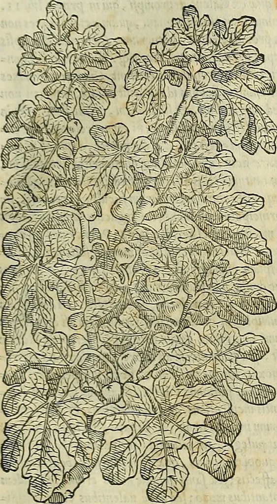 An illustration from Petri Andreae Matthioli Senensis serenissimi Principis Ferdinandi Archiducis Austriae & c., Medici, Commentarii secundo aucti : in libros sex Pedacii Dioscoridis Anazarbei de medica materia. Adiectis quàm plurimis plantarum, & animalium imaginibus quae in priore editione non habentur, eodem authore : his accessit eiusdem apologia adversus Amathum Lusitanum cum censura in eiusdem enarrationes, 1558, leaf 272