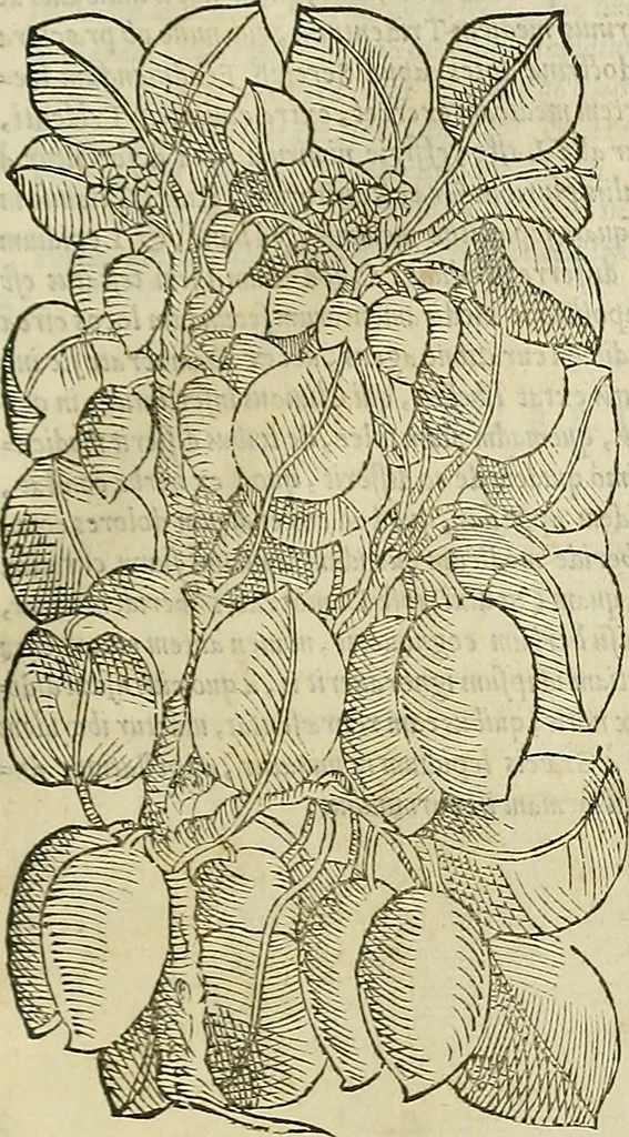 An illustration from Petri Andreae Matthioli Senensis serenissimi Principis Ferdinandi Archiducis Austriae & c., Medici, Commentarii secundo aucti : in libros sex Pedacii Dioscoridis Anazarbei de medica materia. Adiectis quàm plurimis plantarum, & animalium imaginibus quae in priore editione non habentur, eodem authore : his accessit eiusdem apologia adversus Amathum Lusitanum cum censura in eiusdem enarrationes, 1558, leaf 274