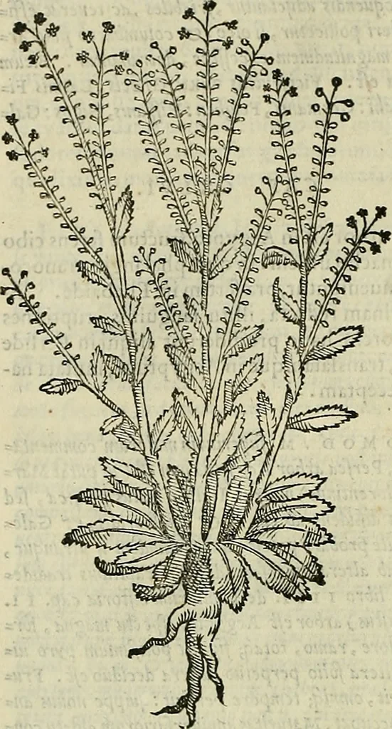 An illustration from Petri Andreae Matthioli Senensis serenissimi Principis Ferdinandi Archiducis Austriae & c., Medici, Commentarii secundo aucti : in libros sex Pedacii Dioscoridis Anazarbei de medica materia. Adiectis quàm plurimis plantarum, & animalium imaginibus quae in priore editione non habentur, eodem authore : his accessit eiusdem apologia adversus Amathum Lusitanum cum censura in eiusdem enarrationes, 1558, leaf 275