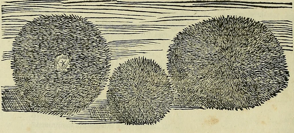 An illustration from Petri Andreae Matthioli Senensis serenissimi Principis Ferdinandi Archiducis Austriae & c., Medici, Commentarii secundo aucti : in libros sex Pedacii Dioscoridis Anazarbei de medica materia. Adiectis quàm plurimis plantarum, & animalium imaginibus quae in priore editione non habentur, eodem authore : his accessit eiusdem apologia adversus Amathum Lusitanum cum censura in eiusdem enarrationes, 1558, leaf 277