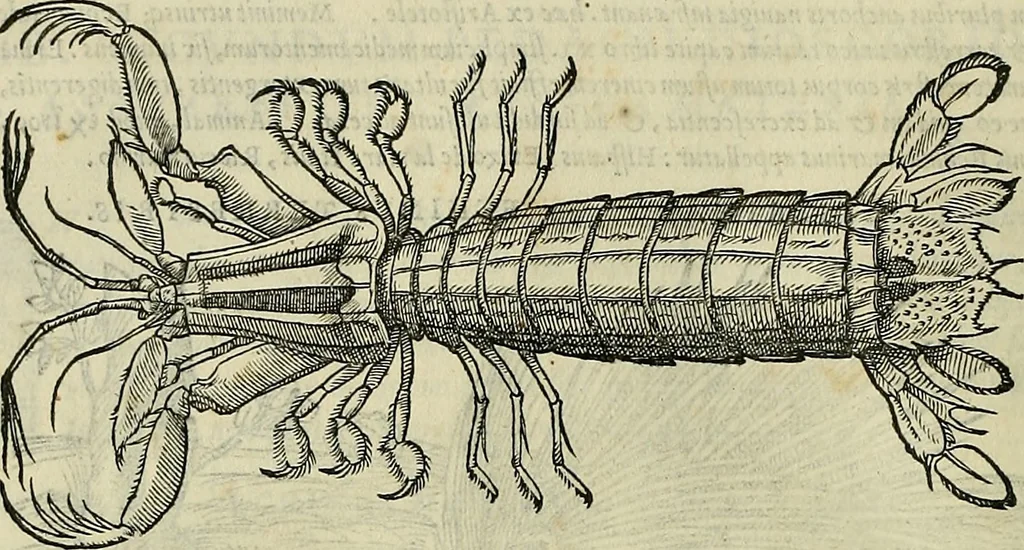 An illustration from Petri Andreae Matthioli Senensis serenissimi Principis Ferdinandi Archiducis Austriae & c., Medici, Commentarii secundo aucti : in libros sex Pedacii Dioscoridis Anazarbei de medica materia. Adiectis quàm plurimis plantarum, & animalium imaginibus quae in priore editione non habentur, eodem authore : his accessit eiusdem apologia adversus Amathum Lusitanum cum censura in eiusdem enarrationes, 1558, leaf 279