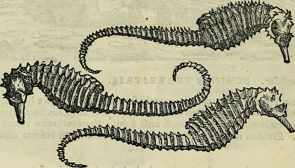 An illustration from Petri Andreae Matthioli Senensis serenissimi Principis Ferdinandi Archiducis Austriae & c., Medici, Commentarii secundo aucti : in libros sex Pedacii Dioscoridis Anazarbei de medica materia. Adiectis quàm plurimis plantarum, & animalium imaginibus quae in priore editione non habentur, eodem authore : his accessit eiusdem apologia adversus Amathum Lusitanum cum censura in eiusdem enarrationes, 1558, leaf 279