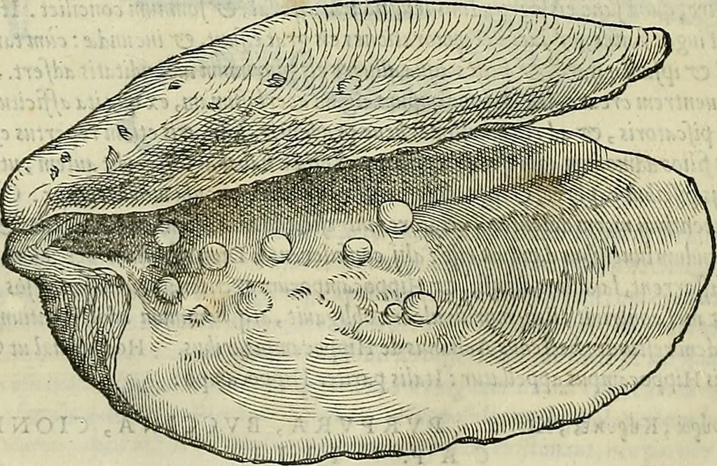 An illustration from Petri Andreae Matthioli Senensis serenissimi Principis Ferdinandi Archiducis Austriae & c., Medici, Commentarii secundo aucti : in libros sex Pedacii Dioscoridis Anazarbei de medica materia. Adiectis quàm plurimis plantarum, & animalium imaginibus quae in priore editione non habentur, eodem authore : his accessit eiusdem apologia adversus Amathum Lusitanum cum censura in eiusdem enarrationes, 1558, leaf 281