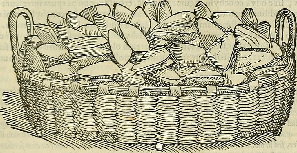 An illustration from Petri Andreae Matthioli Senensis serenissimi Principis Ferdinandi Archiducis Austriae & c., Medici, Commentarii secundo aucti : in libros sex Pedacii Dioscoridis Anazarbei de medica materia. Adiectis quàm plurimis plantarum, & animalium imaginibus quae in priore editione non habentur, eodem authore : his accessit eiusdem apologia adversus Amathum Lusitanum cum censura in eiusdem enarrationes, 1558, leaf 282