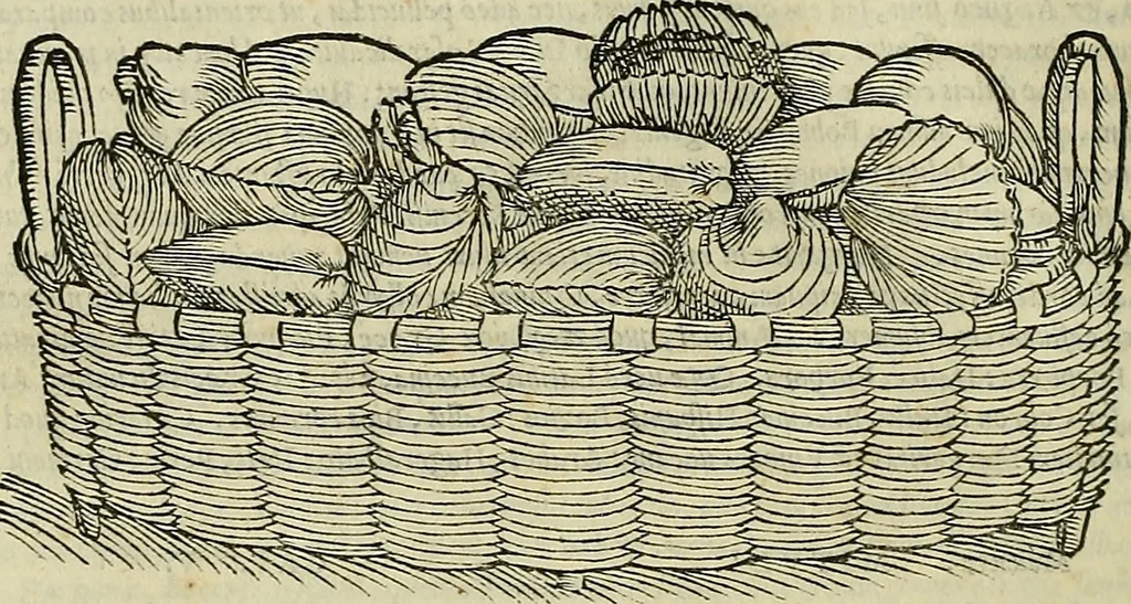 An illustration from Petri Andreae Matthioli Senensis serenissimi Principis Ferdinandi Archiducis Austriae & c., Medici, Commentarii secundo aucti : in libros sex Pedacii Dioscoridis Anazarbei de medica materia. Adiectis quàm plurimis plantarum, & animalium imaginibus quae in priore editione non habentur, eodem authore : his accessit eiusdem apologia adversus Amathum Lusitanum cum censura in eiusdem enarrationes, 1558, leaf 283