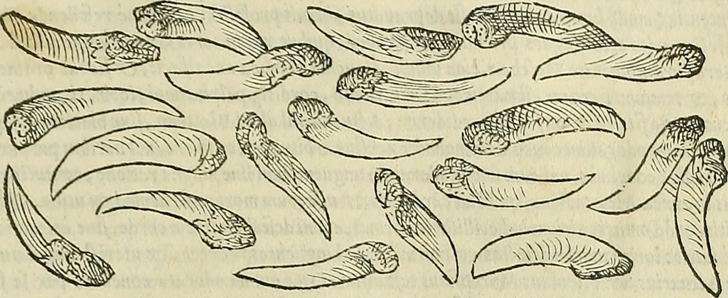 An illustration from Petri Andreae Matthioli Senensis serenissimi Principis Ferdinandi Archiducis Austriae & c., Medici, Commentarii secundo aucti : in libros sex Pedacii Dioscoridis Anazarbei de medica materia. Adiectis quàm plurimis plantarum, & animalium imaginibus quae in priore editione non habentur, eodem authore : his accessit eiusdem apologia adversus Amathum Lusitanum cum censura in eiusdem enarrationes, 1558, leaf 284