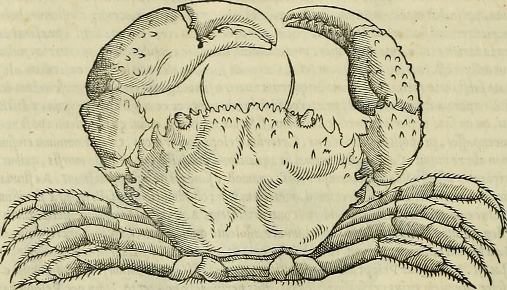 An illustration from Petri Andreae Matthioli Senensis serenissimi Principis Ferdinandi Archiducis Austriae & c., Medici, Commentarii secundo aucti : in libros sex Pedacii Dioscoridis Anazarbei de medica materia. Adiectis quàm plurimis plantarum, & animalium imaginibus quae in priore editione non habentur, eodem authore : his accessit eiusdem apologia adversus Amathum Lusitanum cum censura in eiusdem enarrationes, 1558, leaf 289