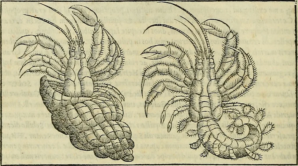 An illustration from Petri Andreae Matthioli Senensis serenissimi Principis Ferdinandi Archiducis Austriae & c., Medici, Commentarii secundo aucti : in libros sex Pedacii Dioscoridis Anazarbei de medica materia. Adiectis quàm plurimis plantarum, & animalium imaginibus quae in priore editione non habentur, eodem authore : his accessit eiusdem apologia adversus Amathum Lusitanum cum censura in eiusdem enarrationes, 1558, leaf 289
