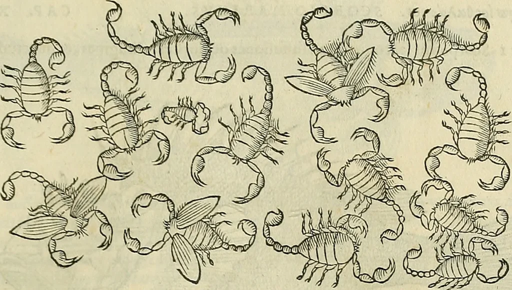 An illustration from Petri Andreae Matthioli Senensis serenissimi Principis Ferdinandi Archiducis Austriae & c., Medici, Commentarii secundo aucti : in libros sex Pedacii Dioscoridis Anazarbei de medica materia. Adiectis quàm plurimis plantarum, & animalium imaginibus quae in priore editione non habentur, eodem authore : his accessit eiusdem apologia adversus Amathum Lusitanum cum censura in eiusdem enarrationes, 1558, leaf 290