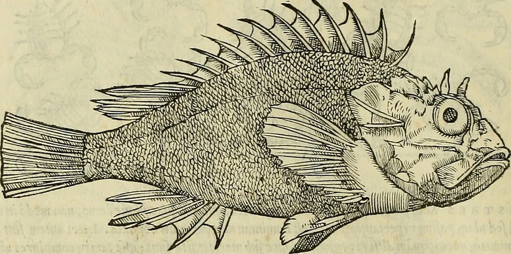 An illustration from Petri Andreae Matthioli Senensis serenissimi Principis Ferdinandi Archiducis Austriae & c., Medici, Commentarii secundo aucti : in libros sex Pedacii Dioscoridis Anazarbei de medica materia. Adiectis quàm plurimis plantarum, & animalium imaginibus quae in priore editione non habentur, eodem authore : his accessit eiusdem apologia adversus Amathum Lusitanum cum censura in eiusdem enarrationes, 1558, leaf 291