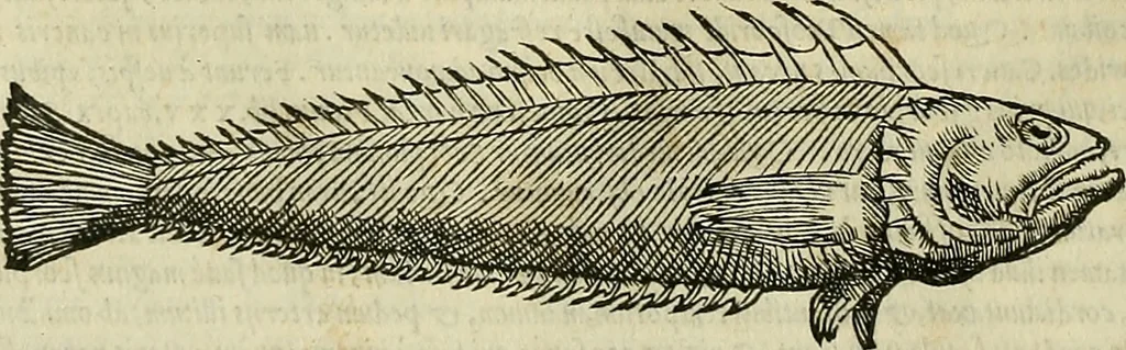 An illustration from Petri Andreae Matthioli Senensis serenissimi Principis Ferdinandi Archiducis Austriae & c., Medici, Commentarii secundo aucti : in libros sex Pedacii Dioscoridis Anazarbei de medica materia. Adiectis quàm plurimis plantarum, & animalium imaginibus quae in priore editione non habentur, eodem authore : his accessit eiusdem apologia adversus Amathum Lusitanum cum censura in eiusdem enarrationes, 1558, leaf 291