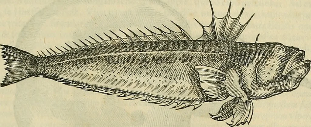 An illustration from Petri Andreae Matthioli Senensis serenissimi Principis Ferdinandi Archiducis Austriae & c., Medici, Commentarii secundo aucti : in libros sex Pedacii Dioscoridis Anazarbei de medica materia. Adiectis quàm plurimis plantarum, & animalium imaginibus quae in priore editione non habentur, eodem authore : his accessit eiusdem apologia adversus Amathum Lusitanum cum censura in eiusdem enarrationes, 1558, leaf 292