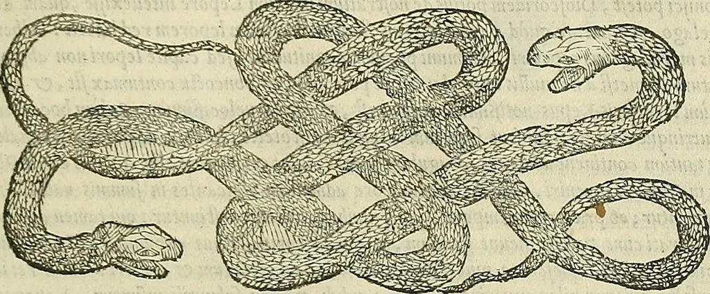 An illustration from Petri Andreae Matthioli Senensis serenissimi Principis Ferdinandi Archiducis Austriae & c., Medici, Commentarii secundo aucti : in libros sex Pedacii Dioscoridis Anazarbei de medica materia. Adiectis quàm plurimis plantarum, & animalium imaginibus quae in priore editione non habentur, eodem authore : his accessit eiusdem apologia adversus Amathum Lusitanum cum censura in eiusdem enarrationes, 1558, leaf 296