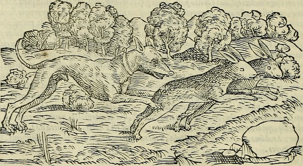 An illustration from Petri Andreae Matthioli Senensis serenissimi Principis Ferdinandi Archiducis Austriae & c., Medici, Commentarii secundo aucti : in libros sex Pedacii Dioscoridis Anazarbei de medica materia. Adiectis quàm plurimis plantarum, & animalium imaginibus quae in priore editione non habentur, eodem authore : his accessit eiusdem apologia adversus Amathum Lusitanum cum censura in eiusdem enarrationes, 1558, leaf 297