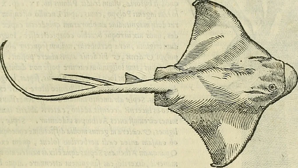 An illustration from Petri Andreae Matthioli Senensis serenissimi Principis Ferdinandi Archiducis Austriae & c., Medici, Commentarii secundo aucti : in libros sex Pedacii Dioscoridis Anazarbei de medica materia. Adiectis quàm plurimis plantarum, & animalium imaginibus quae in priore editione non habentur, eodem authore : his accessit eiusdem apologia adversus Amathum Lusitanum cum censura in eiusdem enarrationes, 1558, leaf 298