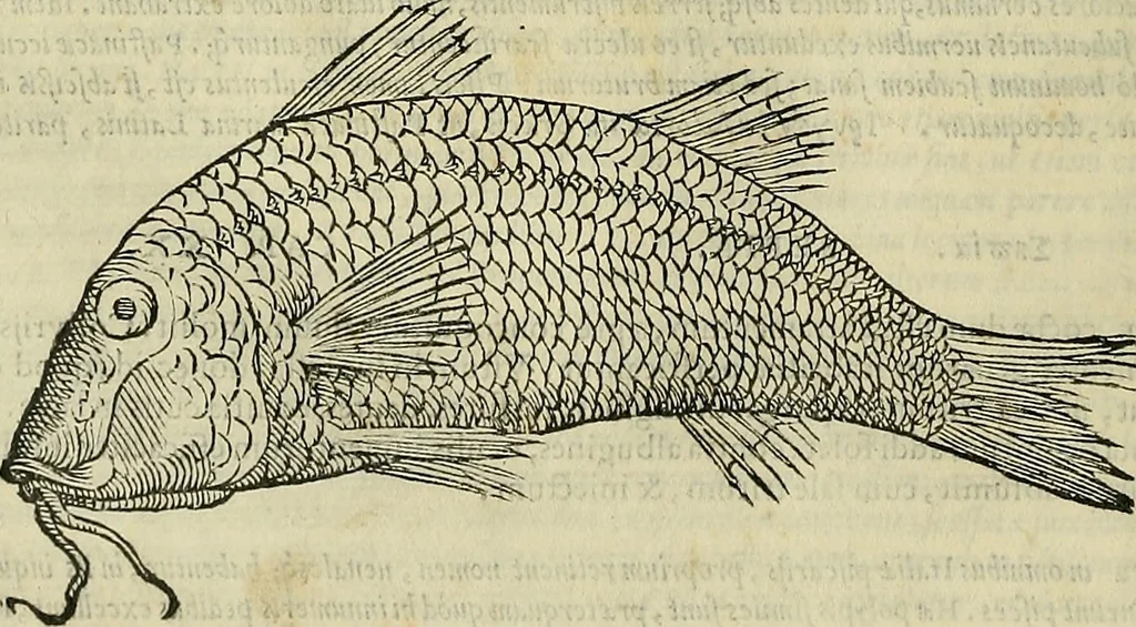 An illustration from Petri Andreae Matthioli Senensis serenissimi Principis Ferdinandi Archiducis Austriae & c., Medici, Commentarii secundo aucti : in libros sex Pedacii Dioscoridis Anazarbei de medica materia. Adiectis quàm plurimis plantarum, & animalium imaginibus quae in priore editione non habentur, eodem authore : his accessit eiusdem apologia adversus Amathum Lusitanum cum censura in eiusdem enarrationes, 1558, leaf 299