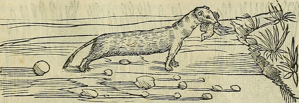 An illustration from Petri Andreae Matthioli Senensis serenissimi Principis Ferdinandi Archiducis Austriae & c., Medici, Commentarii secundo aucti : in libros sex Pedacii Dioscoridis Anazarbei de medica materia. Adiectis quàm plurimis plantarum, & animalium imaginibus quae in priore editione non habentur, eodem authore : his accessit eiusdem apologia adversus Amathum Lusitanum cum censura in eiusdem enarrationes, 1558, leaf 302