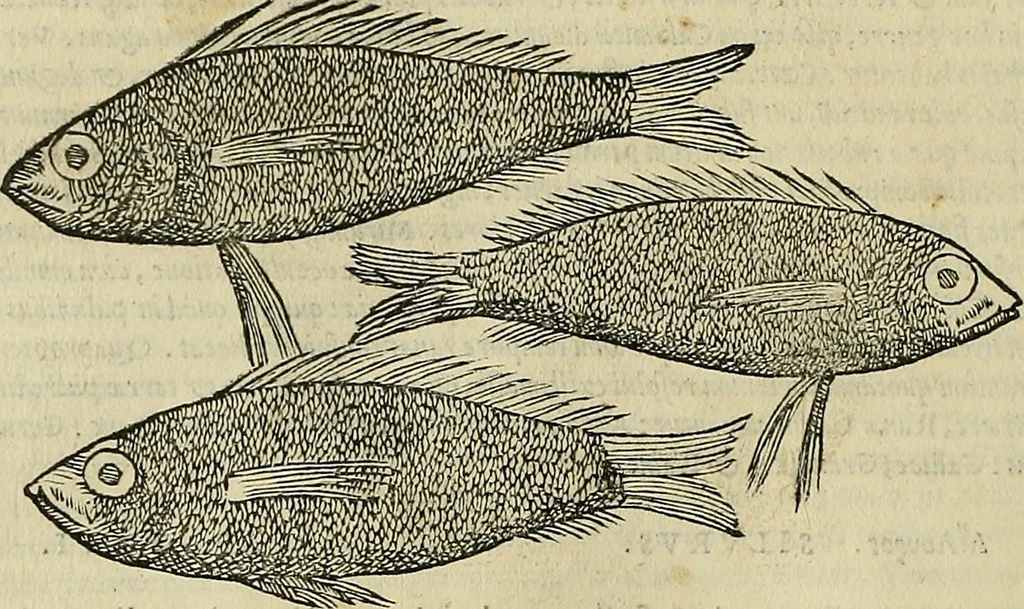 An illustration from Petri Andreae Matthioli Senensis serenissimi Principis Ferdinandi Archiducis Austriae & c., Medici, Commentarii secundo aucti : in libros sex Pedacii Dioscoridis Anazarbei de medica materia. Adiectis quàm plurimis plantarum, & animalium imaginibus quae in priore editione non habentur, eodem authore : his accessit eiusdem apologia adversus Amathum Lusitanum cum censura in eiusdem enarrationes, 1558, leaf 305
