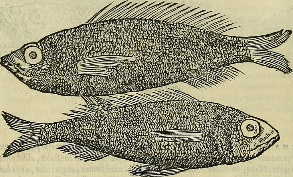An illustration from Petri Andreae Matthioli Senensis serenissimi Principis Ferdinandi Archiducis Austriae & c., Medici, Commentarii secundo aucti : in libros sex Pedacii Dioscoridis Anazarbei de medica materia. Adiectis quàm plurimis plantarum, & animalium imaginibus quae in priore editione non habentur, eodem authore : his accessit eiusdem apologia adversus Amathum Lusitanum cum censura in eiusdem enarrationes, 1558, leaf 305