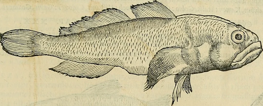 An illustration from Petri Andreae Matthioli Senensis serenissimi Principis Ferdinandi Archiducis Austriae & c., Medici, Commentarii secundo aucti : in libros sex Pedacii Dioscoridis Anazarbei de medica materia. Adiectis quàm plurimis plantarum, & animalium imaginibus quae in priore editione non habentur, eodem authore : his accessit eiusdem apologia adversus Amathum Lusitanum cum censura in eiusdem enarrationes, 1558, leaf 306