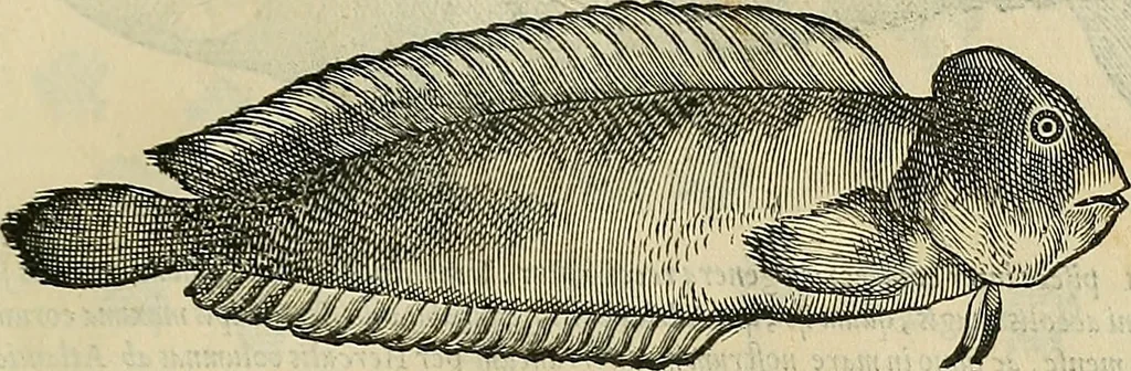 An illustration from Petri Andreae Matthioli Senensis serenissimi Principis Ferdinandi Archiducis Austriae & c., Medici, Commentarii secundo aucti : in libros sex Pedacii Dioscoridis Anazarbei de medica materia. Adiectis quàm plurimis plantarum, & animalium imaginibus quae in priore editione non habentur, eodem authore : his accessit eiusdem apologia adversus Amathum Lusitanum cum censura in eiusdem enarrationes, 1558, leaf 306