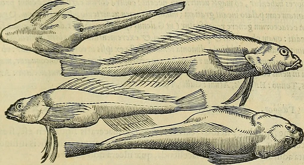An illustration from Petri Andreae Matthioli Senensis serenissimi Principis Ferdinandi Archiducis Austriae & c., Medici, Commentarii secundo aucti : in libros sex Pedacii Dioscoridis Anazarbei de medica materia. Adiectis quàm plurimis plantarum, & animalium imaginibus quae in priore editione non habentur, eodem authore : his accessit eiusdem apologia adversus Amathum Lusitanum cum censura in eiusdem enarrationes, 1558, leaf 306