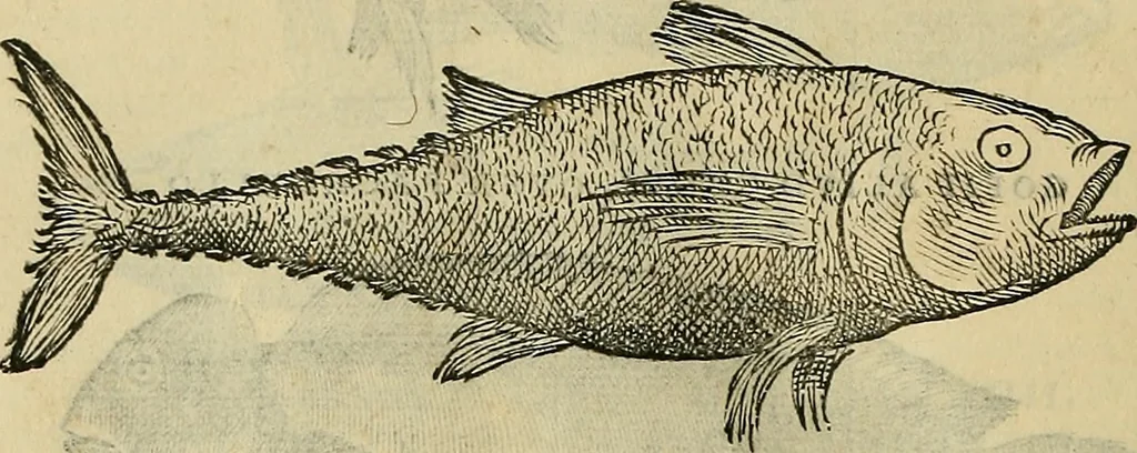 An illustration from Petri Andreae Matthioli Senensis serenissimi Principis Ferdinandi Archiducis Austriae & c., Medici, Commentarii secundo aucti : in libros sex Pedacii Dioscoridis Anazarbei de medica materia. Adiectis quàm plurimis plantarum, & animalium imaginibus quae in priore editione non habentur, eodem authore : his accessit eiusdem apologia adversus Amathum Lusitanum cum censura in eiusdem enarrationes, 1558, leaf 307