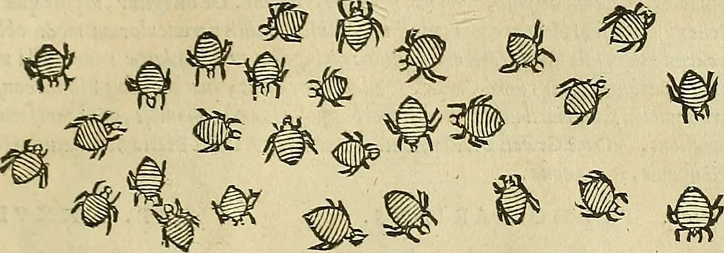 An illustration from Petri Andreae Matthioli Senensis serenissimi Principis Ferdinandi Archiducis Austriae & c., Medici, Commentarii secundo aucti : in libros sex Pedacii Dioscoridis Anazarbei de medica materia. Adiectis quàm plurimis plantarum, & animalium imaginibus quae in priore editione non habentur, eodem authore : his accessit eiusdem apologia adversus Amathum Lusitanum cum censura in eiusdem enarrationes, 1558, leaf 308