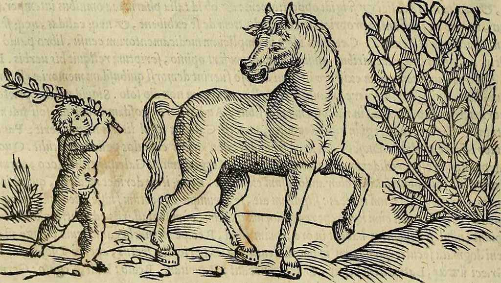 An illustration from Petri Andreae Matthioli Senensis serenissimi Principis Ferdinandi Archiducis Austriae & c., Medici, Commentarii secundo aucti : in libros sex Pedacii Dioscoridis Anazarbei de medica materia. Adiectis quàm plurimis plantarum, & animalium imaginibus quae in priore editione non habentur, eodem authore : his accessit eiusdem apologia adversus Amathum Lusitanum cum censura in eiusdem enarrationes, 1558, leaf 311